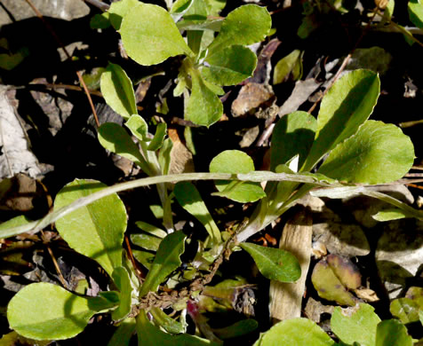 image of Antennaria howellii ssp. neodioica, Pussytoes