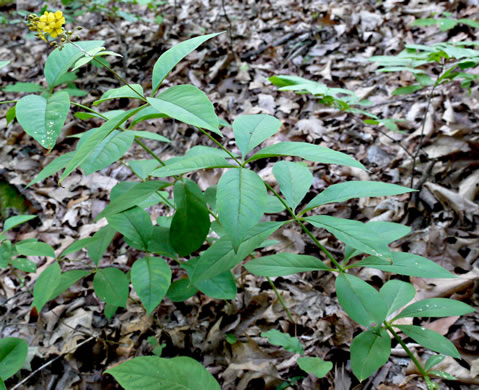 image of Lysimachia fraseri, Fraser's Loosestrife