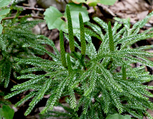 image of Dendrolycopodium obscurum, Flat-branched Tree-clubmoss, Common Ground-pine