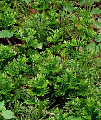 image of Dendrolycopodium obscurum, Flat-branched Tree-clubmoss, Common Ground-pine