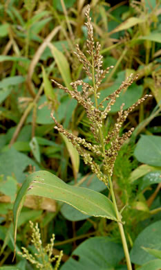 panicle