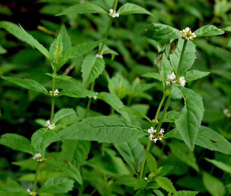 image of Lycopus virginicus, Virginia Bugleweed, Virginia water horehound