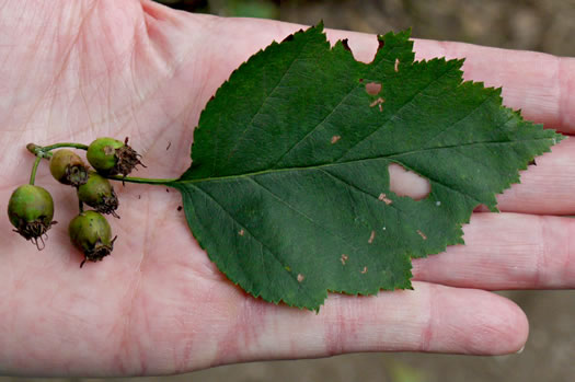 image of Crataegus schuettei, Schuette's Hawthorn