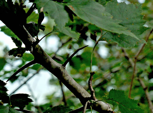 image of Crataegus schuettei, Schuette's Hawthorn