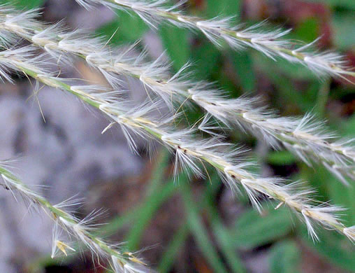 image of Miscanthus sinensis, Chinese Silvergrass, Eulalia