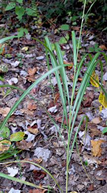 image of Miscanthus sinensis, Chinese Silvergrass, Eulalia