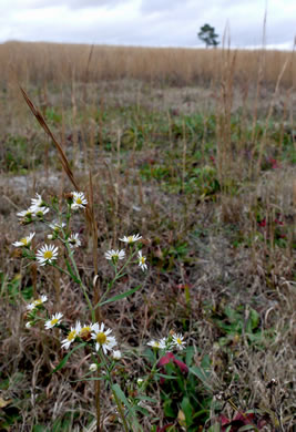 image of Symphyotrichum pilosum var. pilosum, Frost Aster, White Heath Aster