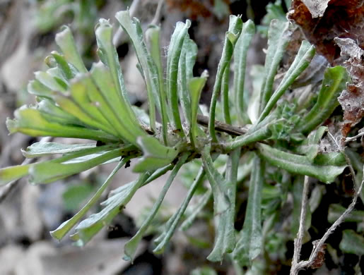 image of Facelis retusa, Trampweed, Fluffweed