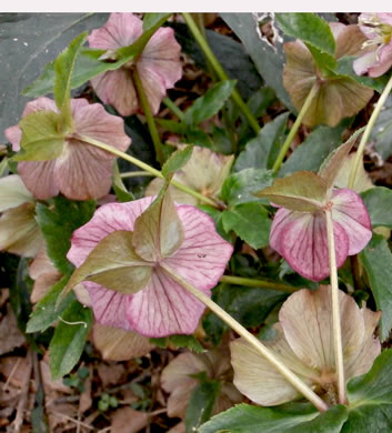 image of Helleborus viridis, Lenten-rose, Green Hellebore, Christmas-rose