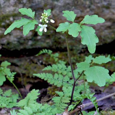 image of Cardamine flagellifera +, Blue Ridge Bittercress