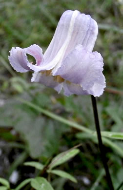 image of Clematis crispa, Southern Leatherflower, Marsh Clematis, Swamp Leatherflower, Blue Jasmine