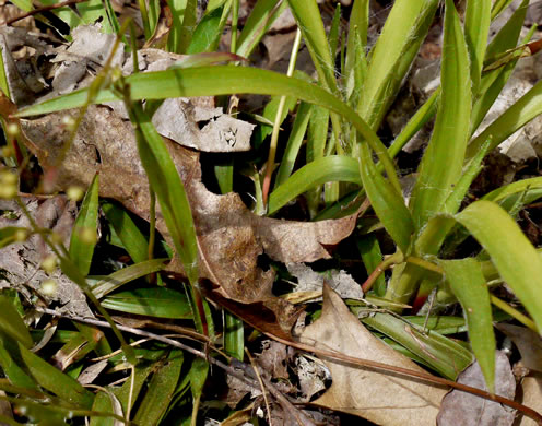 image of Luzula acuminata var. carolinae, Carolina Woodrush, Southern Hairy Woodrush