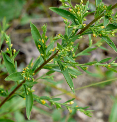 image of Linum striatum, Ridgestem Yellow Flax, Ridged Yellow Flax