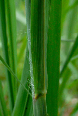 image of Tripsacum dactyloides var. dactyloides, Gama Grass, Eastern Gamagrass