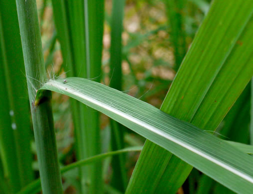 image of Tripsacum dactyloides var. dactyloides, Gama Grass, Eastern Gamagrass