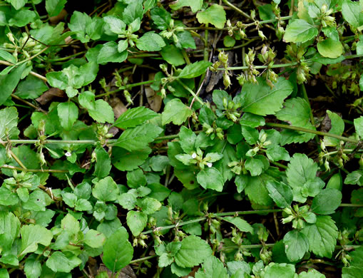 image of Clinopodium gracile, Slender Wild Basil, Slender Calamint