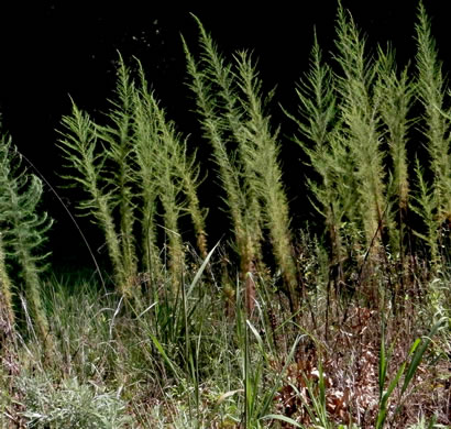 image of Eupatorium capillifolium, Common Dog-fennel, Summer Cedar, Yankeeweed, Cypressweed