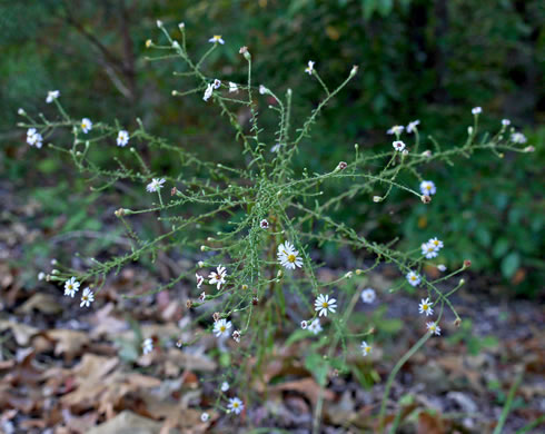 image of Symphyotrichum dumosum var. dumosum, Bushy Aster, Long-stalked Aster, Rice Button Aster