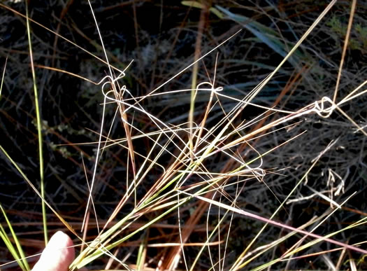 image of Aristida tuberculosa, Seaside Three-awn, Dune Three-awn, Seaside Needlegrass, Sand Three-awn