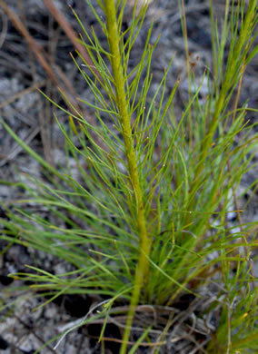 image of Liatris tenuifolia, Shortleaf Blazing-star, Shortleaf Gayfeather, Slender Blazing-star