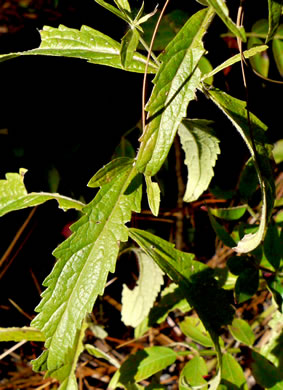 image of Eupatorium album, White Boneset, White-bracted Thoroughwort, White Thoroughwort, White Eupatorium