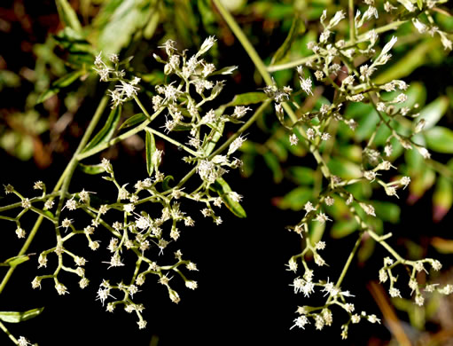 image of Eupatorium album, White Boneset, White-bracted Thoroughwort, White Thoroughwort, White Eupatorium