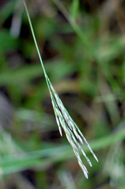 spikelet