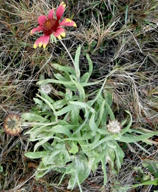 image of Gaillardia pulchella var. drummondii, Beach Blanket-flower, Gaillardia, Firewheel, Indian Blanket Flower