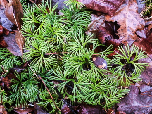 image of Diphasiastrum digitatum, Southern Ground-cedar, Common Running-cedar, Fan Ground-pine, Running Ground-pine