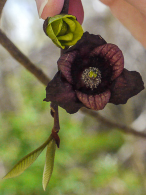 image of Asimina triloba, Common Pawpaw, Indian-banana