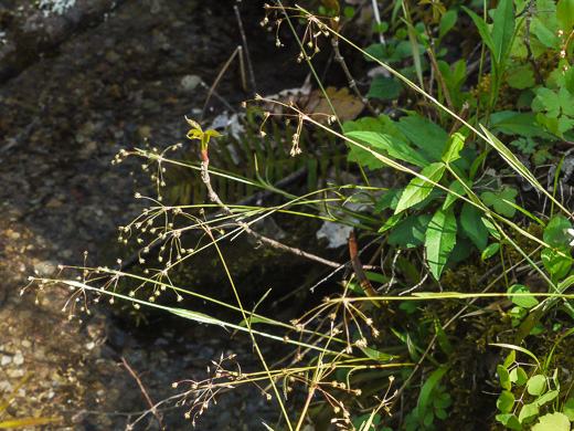 image of Luzula acuminata var. carolinae, Carolina Woodrush, Southern Hairy Woodrush