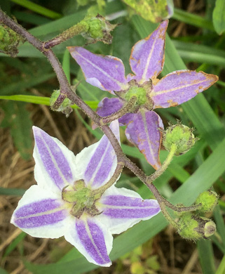 image of Solanum carolinense var. carolinense, Carolina Horsenettle, Ball-nettle