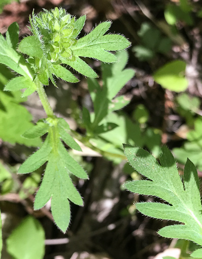 image of Phacelia purshii, Miami-mist