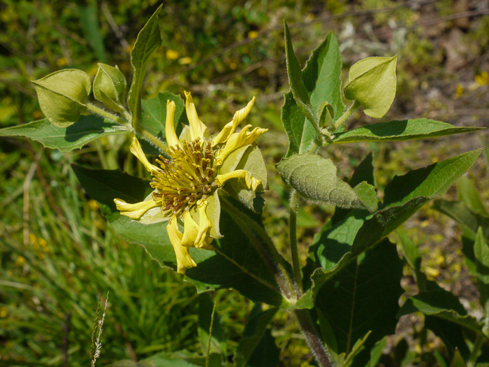 image of Tetragonotheca helianthoides, Pineland Squarehead, Pineland-ginseng