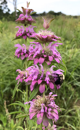 image of Monarda citriodora var. citriodora, Lemon Bergamot, Lemon Mint