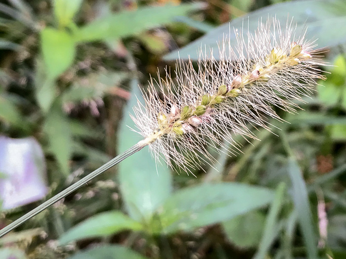 spikelet