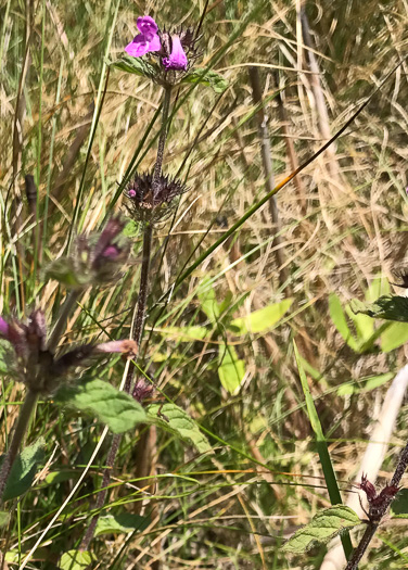 image of Clinopodium vulgare, Wild Basil