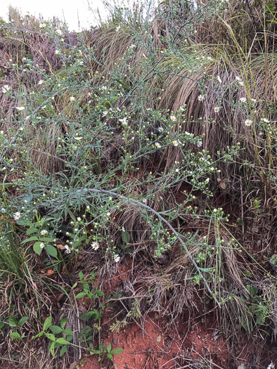 image of Symphyotrichum pilosum var. pilosum, Frost Aster, White Heath Aster