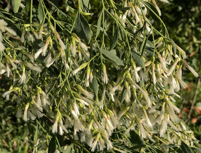 image of Baccharis halimifolia, Silverling, Groundsel-tree, Consumption-weed, Sea-myrtle