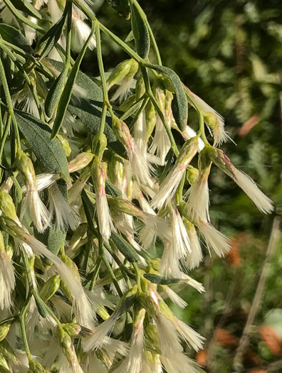 image of Baccharis halimifolia, Silverling, Groundsel-tree, Consumption-weed, Sea-myrtle