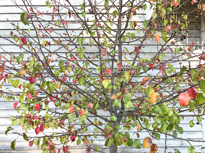 image of Pyrus calleryana, Bradford Pear, Callery Pear