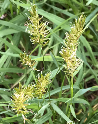 image of Anthoxanthum odoratum, Sweet Vernal Grass