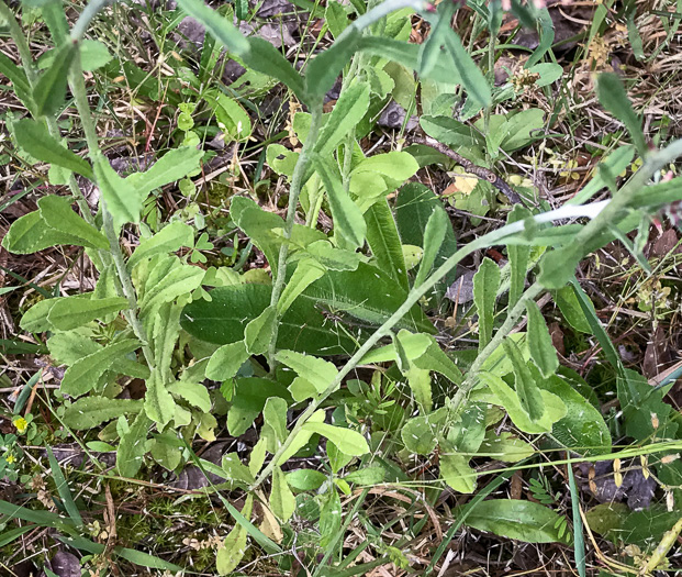 image of Gamochaeta purpurea, Spoonleaf Purple Everlasting, Purple Cudweed