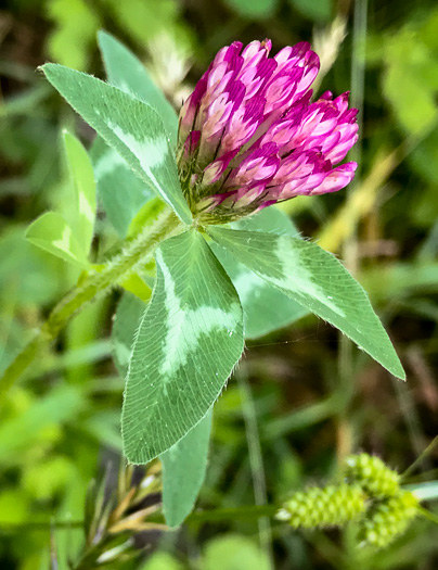 image of Trifolium pratense, Red Clover