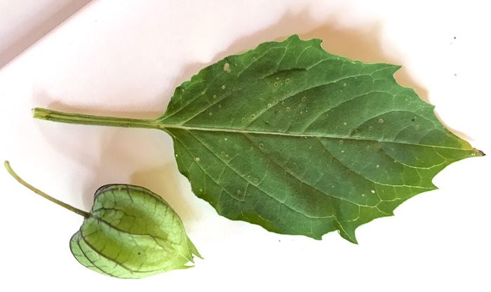 image of Physalis angulata, Smooth Ground-cherry, Cutleaf Ground-cherry