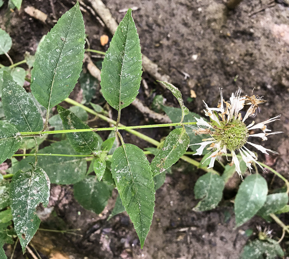 image of Monarda clinopodia, Basil Bergamot, Basil Beebalm, White Bergamot, Basil Balm