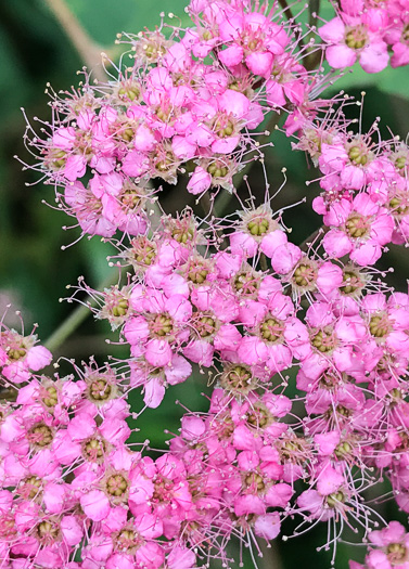 image of Spiraea japonica, Japanese Spiraea