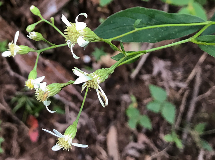 image of Doellingeria infirma, Appalachian Flat-topped White Aster, Cornel-leaf Aster, Cornel-leaf Whitetop Aster, Appalachian Whitetop Aster