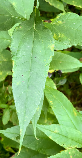 image of Helianthus strumosus, Roughleaf Sunflower, Paleleaf Woodland Sunflower, Paleleaf Sunflower