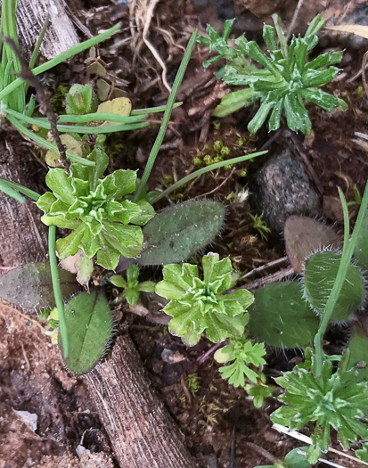 image of Facelis retusa, Trampweed, Fluffweed